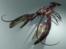 Lobster 2