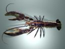 Lobster 1