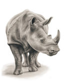 Rhino