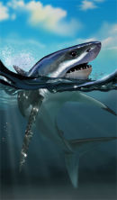 Great White Shark