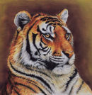 Tiger Head