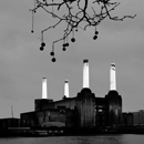 Battersea Power Station and London Plane Tree