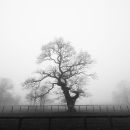Tree in mist