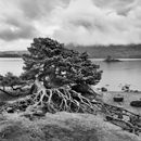Tree at Hawes End, Derwent Water