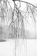 Falling snow, study 1