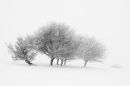 Hampsfell Snow Tree study 5