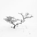 Hampsfell Snow Tree study 8