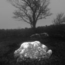 Rock tree, Hampsfell, Grange over Sands