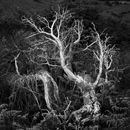 Above Grasmere, Tree study 3