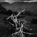 Above Grasmere, Tree study 4