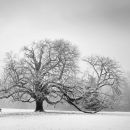 Spreading tree, Dallam Towers