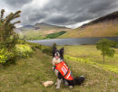 'Rosie' the Rescue Dog