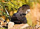 Young Red Tail