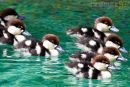 Burdekin ducklings
