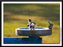 Bird bath