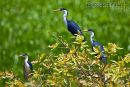 Wetland birds