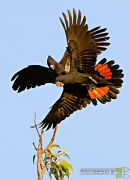 Black Cockatoos