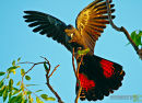 Showing colour