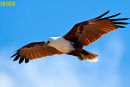 Brahminy Kite