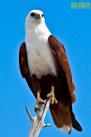 Brahminy Kite