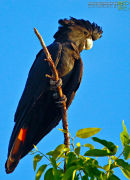 Red tail sunset