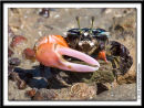 Crab