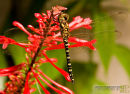 Dragon fly