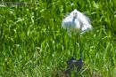 Egret