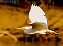 Egret