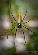 Goldern Orb Spider
