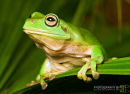 Tree Frog