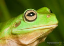 Green frog