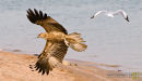 Kite