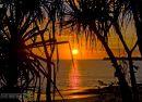 Pandanus Sunset