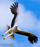 Sea Eagle