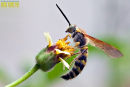 Wasp