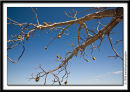  Boab branch