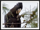 Munchin pine fruit