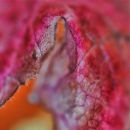 Anhocianins 1