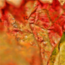 Anthocianins 2