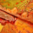 Anthocianins 4