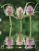 Botanicart 3