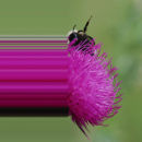 Botanicart 5