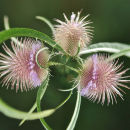 Botanicart 6