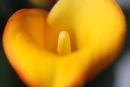 Calla Lily 1