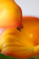 Calla Lily 2