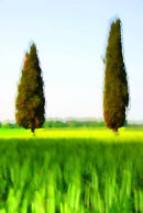 Cipressi