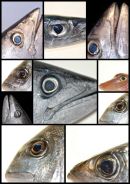 Fish Eyes1