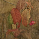 IMG 0979