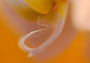 Orchid 002
